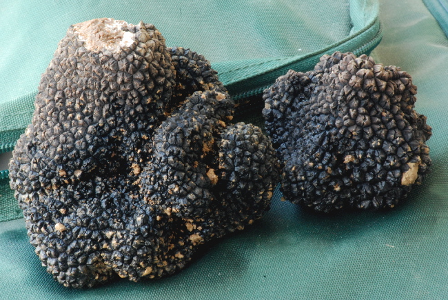 Tuber aestivum